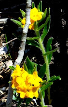Hoary or Orange Puccoon