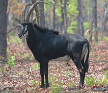 [220px-Sable_bull[1].jpg]