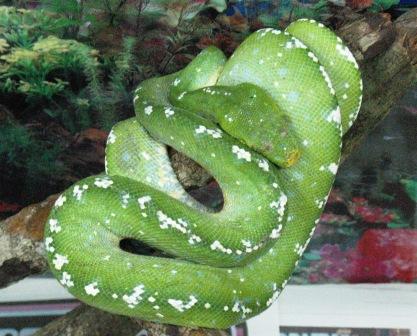 [greenpython.jpg]