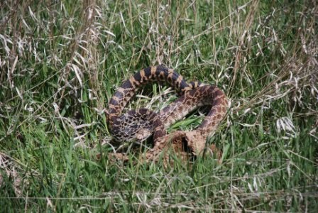 [one+very+mad+bullsnake.JPG]