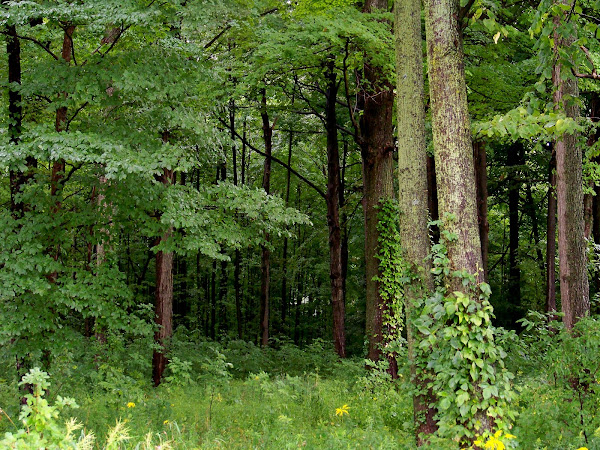 Michigan Forest