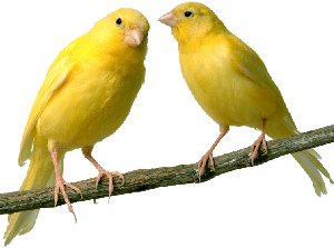 مكتبة الحيوانات  Internet+canary2