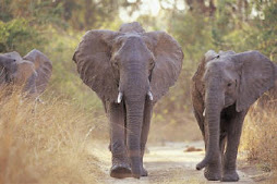 Elephants on the Road