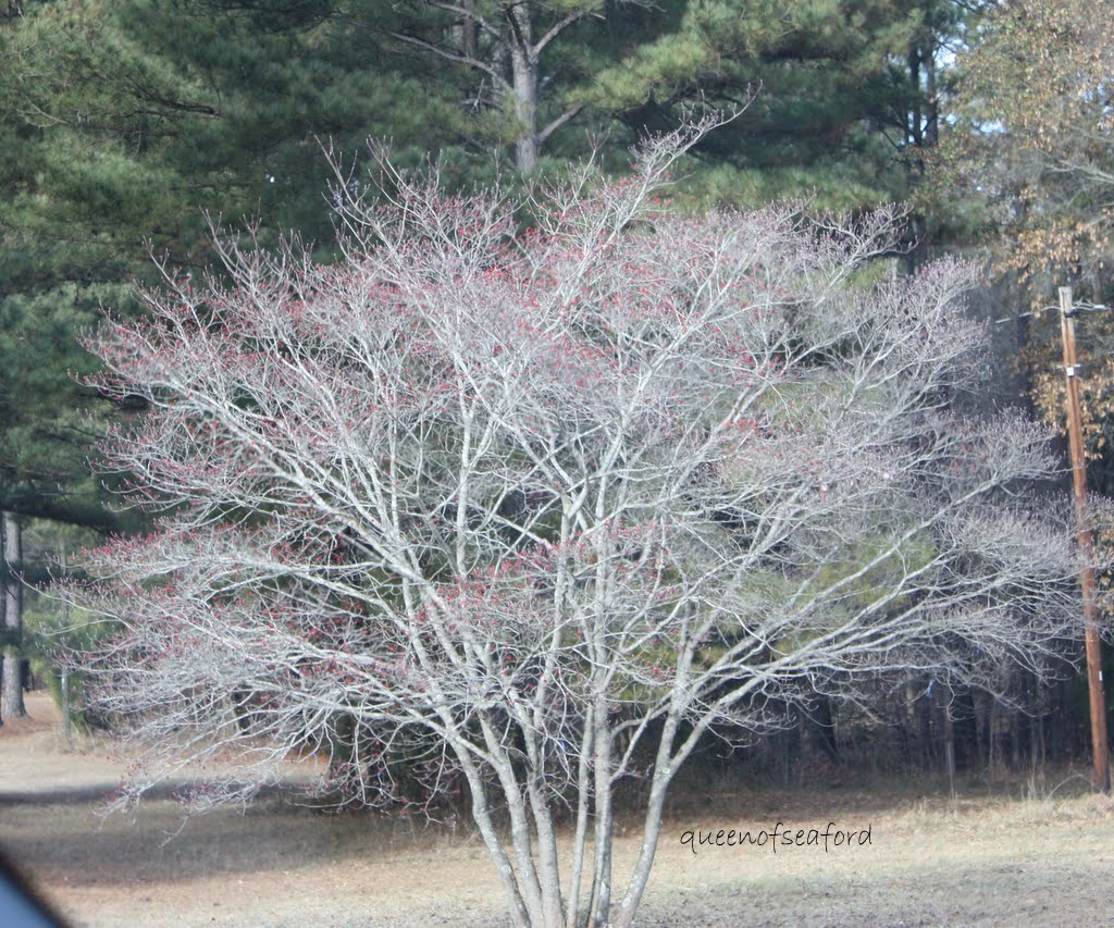 Dogwood Tree Berries Poisonous To Dogs