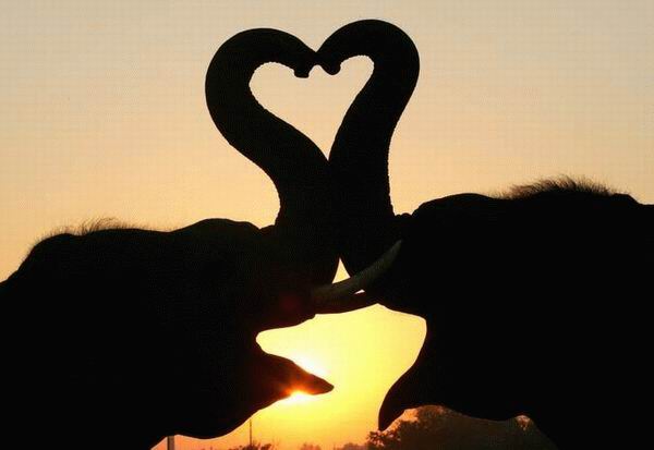 [elephants+in+love.jpg]