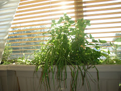 lemongrass on a sunny day