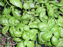 Basil