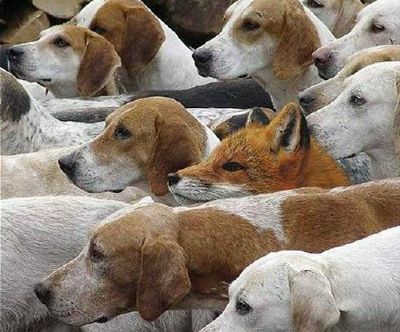 [one-sly-fox.jpg]