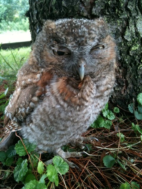 Busy Owls In Grade One All Students Can Shine