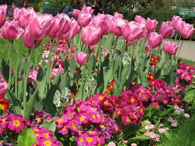 Tulips bloom in Paris springtime