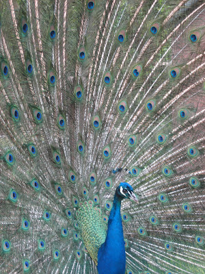 peacock in wales