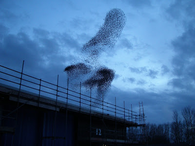 murmuration of starlings