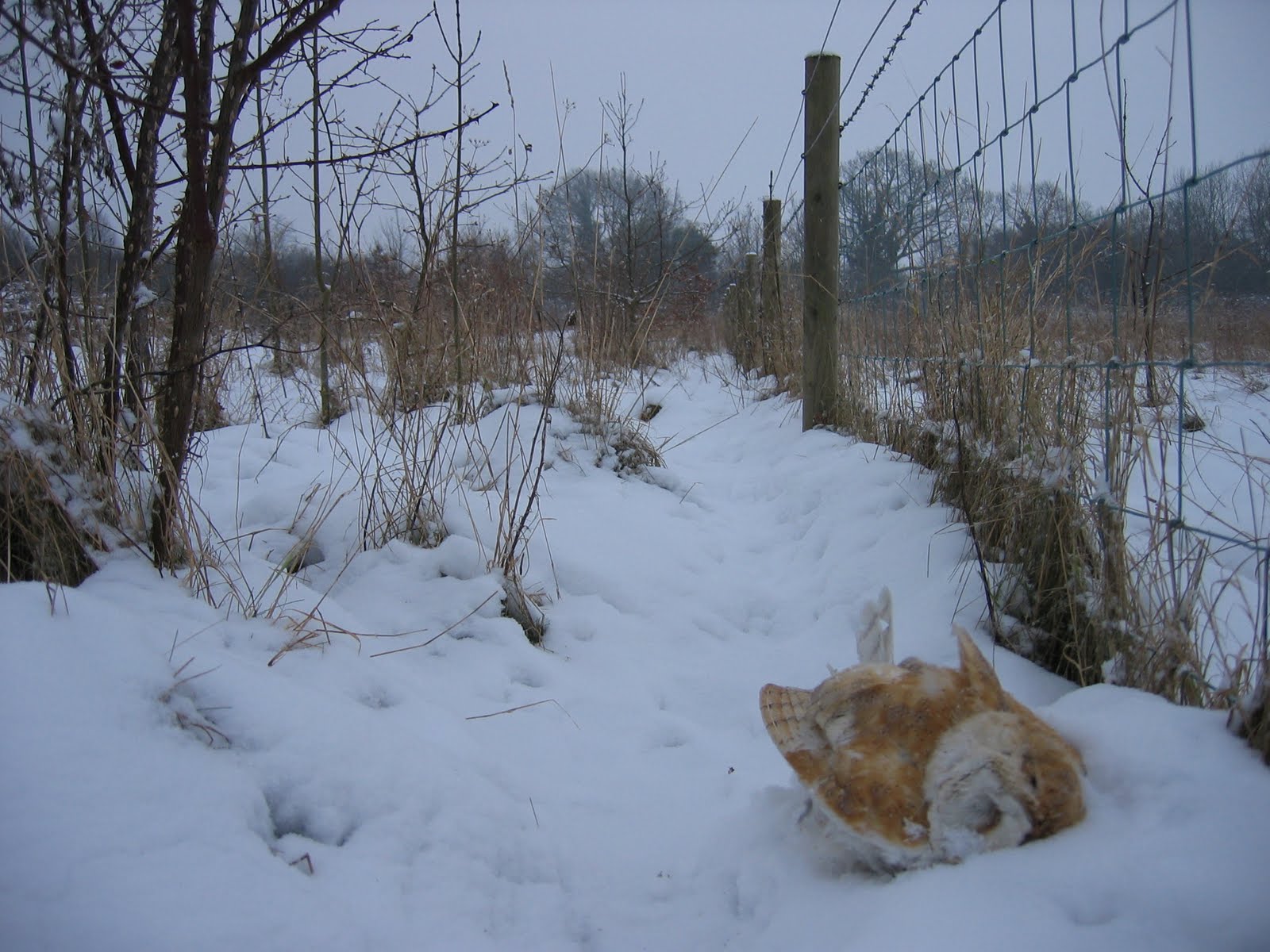 Bto Bird Ringing Demog Blog Barn Owls And Severe Weather