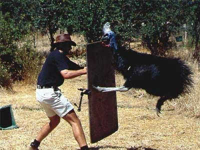 World 80 99 most dangerous bird 02