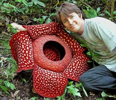 The World's Most Unusual Plants and flowers 01