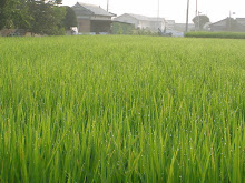 fields of rice