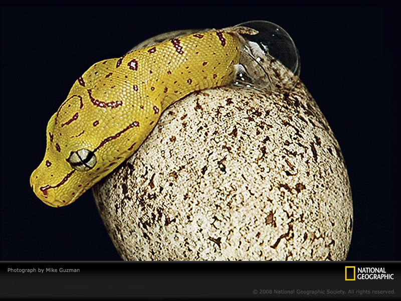 [green-tree-python-sw.jpg]