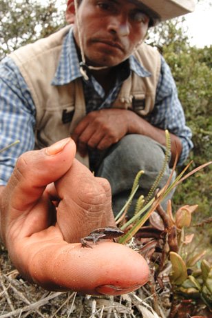 [090326-03-smallest-frog-pictures_big.jpg]