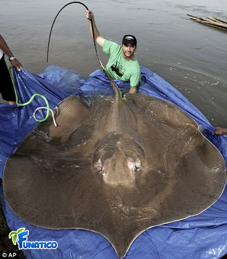 [Huge+stingray.jpg]