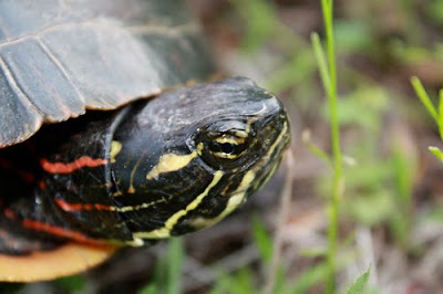 Arkansas Turtles