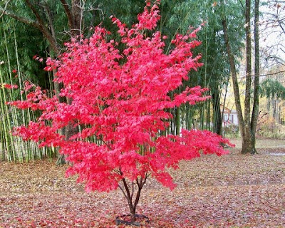 japanese maple bloodgood. japanese maple bloodgood tree.