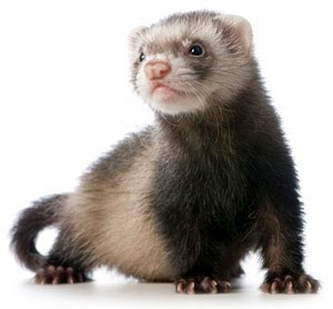 ferrets pets ferret pet animals baby animal much cute they little weasel buying