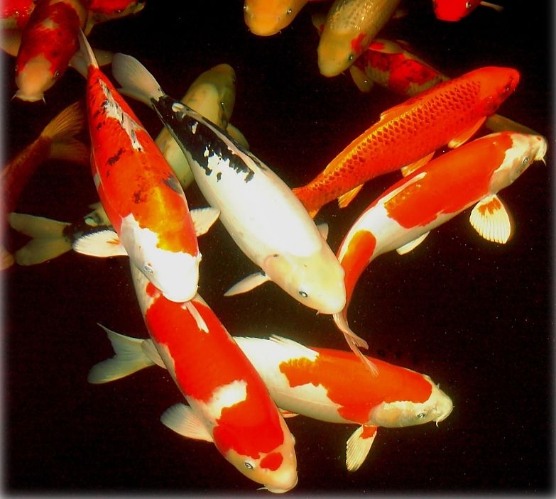 Real Koi Fish