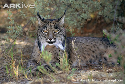 Egyptian Lynx Cat