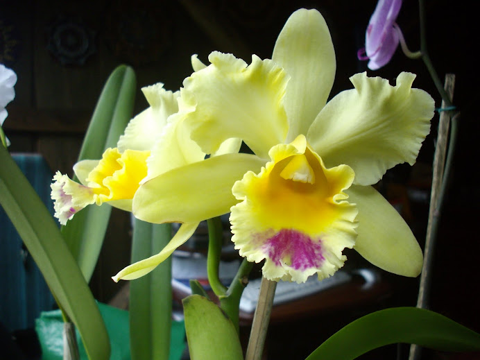 a beleza das orquideas