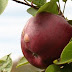 Blog Your Blessings: Apples