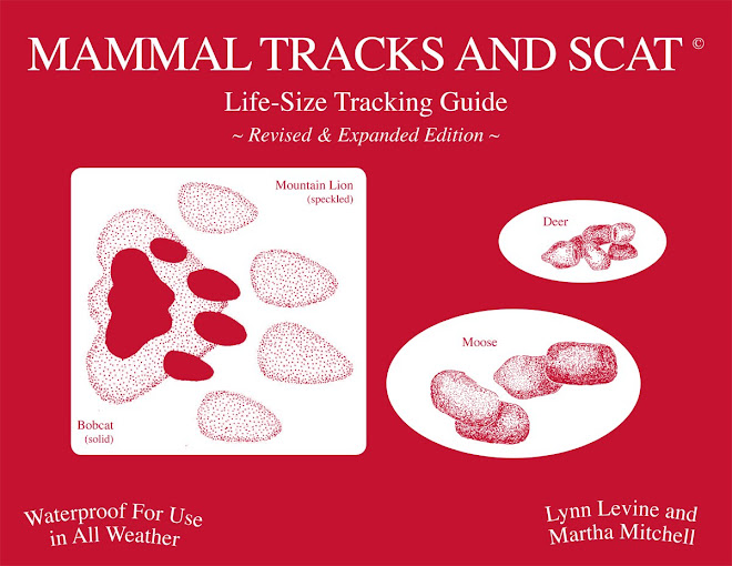 Mammal Tracks and Scat: LIfe-Size Tracking Guide