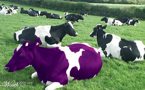 Purple cow!!!!! Prickles!!!