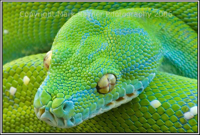 [Green+Tree+Python.jpg]