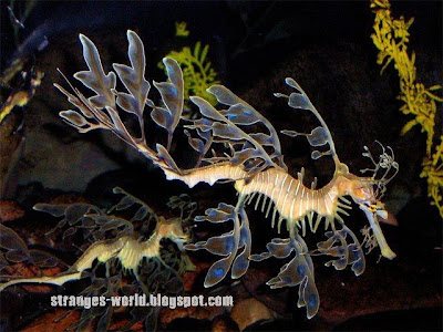 Strange sea creatures @ strange picture