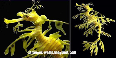 Strange sea creatures @ strange picture