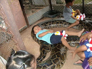 gambar ular sawa terbesar di dunia - foto hewan - gambar ular sawa terbesar di dunia