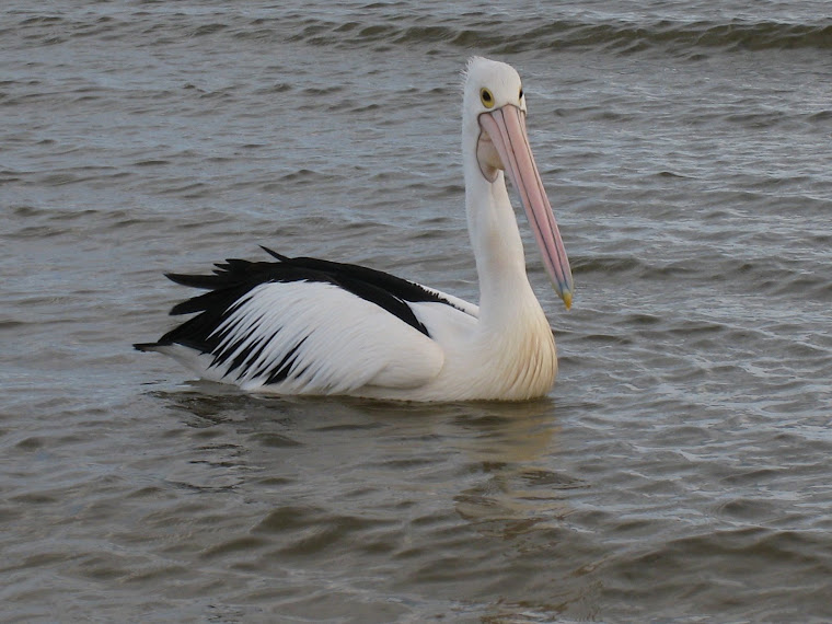 Pelican Feeding at Kalbarri