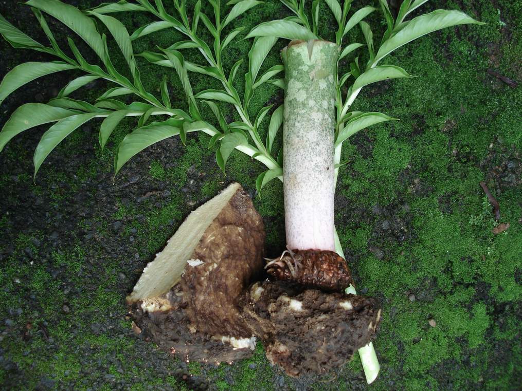 Modifikasi batang pada tumbuhan