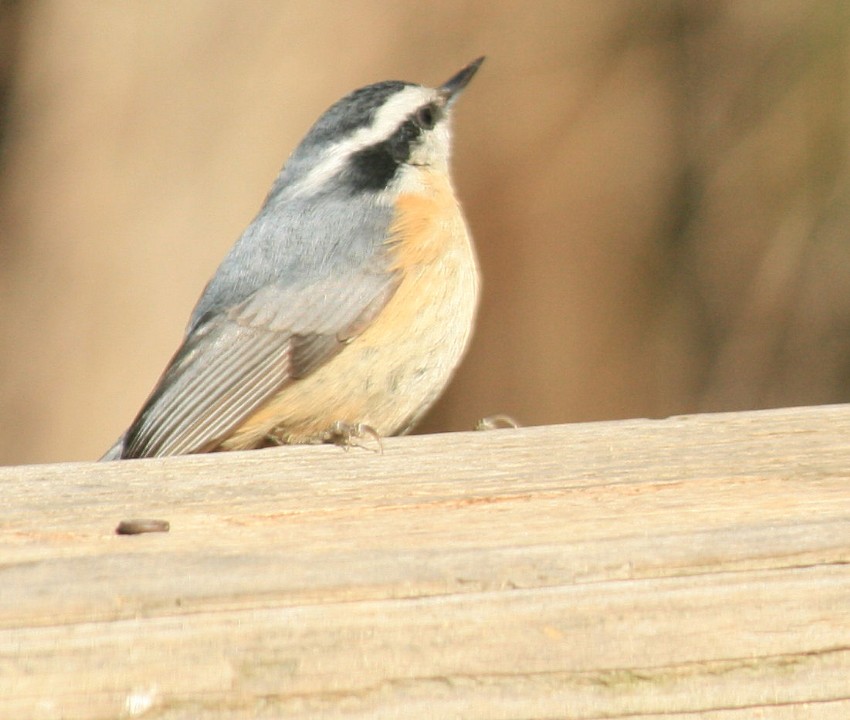 [032108+Red+Breasted+Nuthatch.JPG]