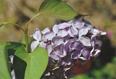 Mount Hermon Prayers, Day five Mount Hermon Prayers, Day five