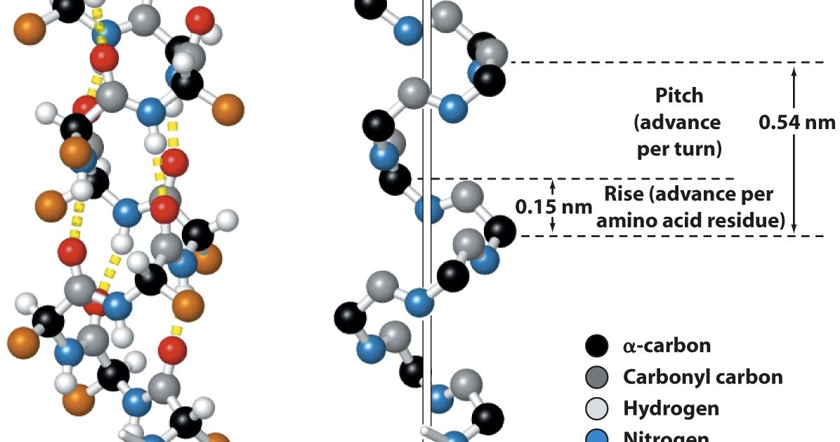 Sandwalk The α Helix