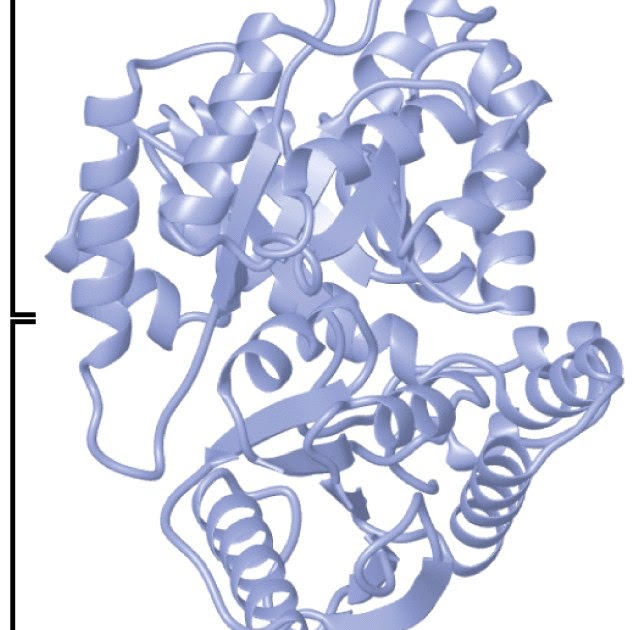 Sandwalk How Proteins Fold