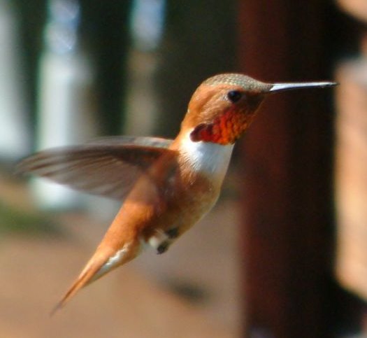 [hummingbird.bmp]