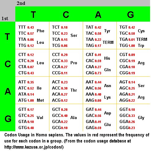[Codon_Usage.bmp]