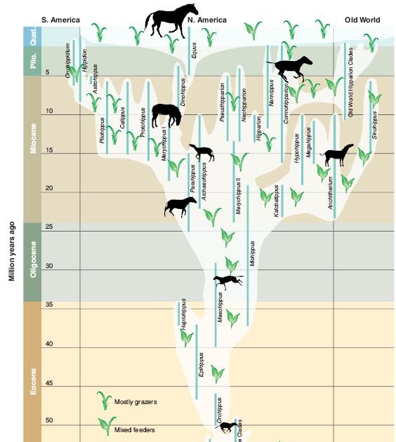 Sandwalk Fossil Horses and Directed Evolution