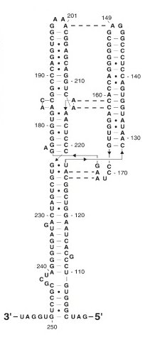 [7SL_RNA.bmp]