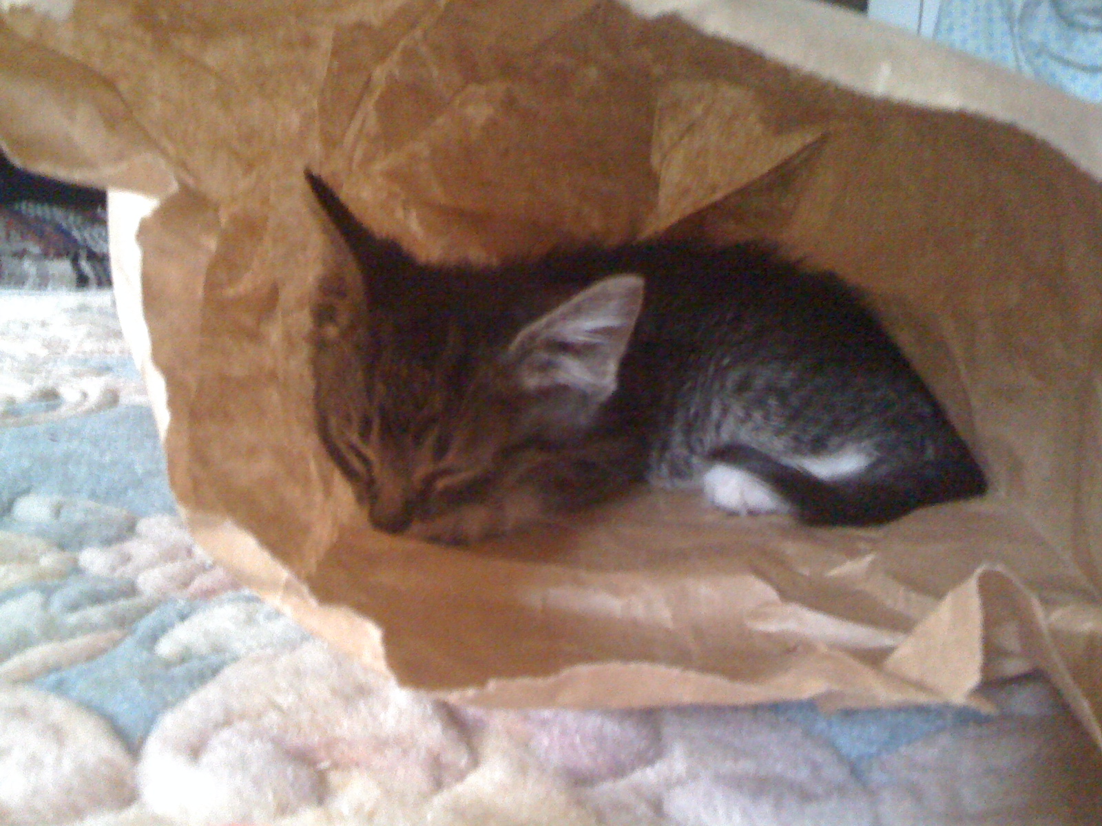 Hyde Park Cats TNR Kittens in paper bags