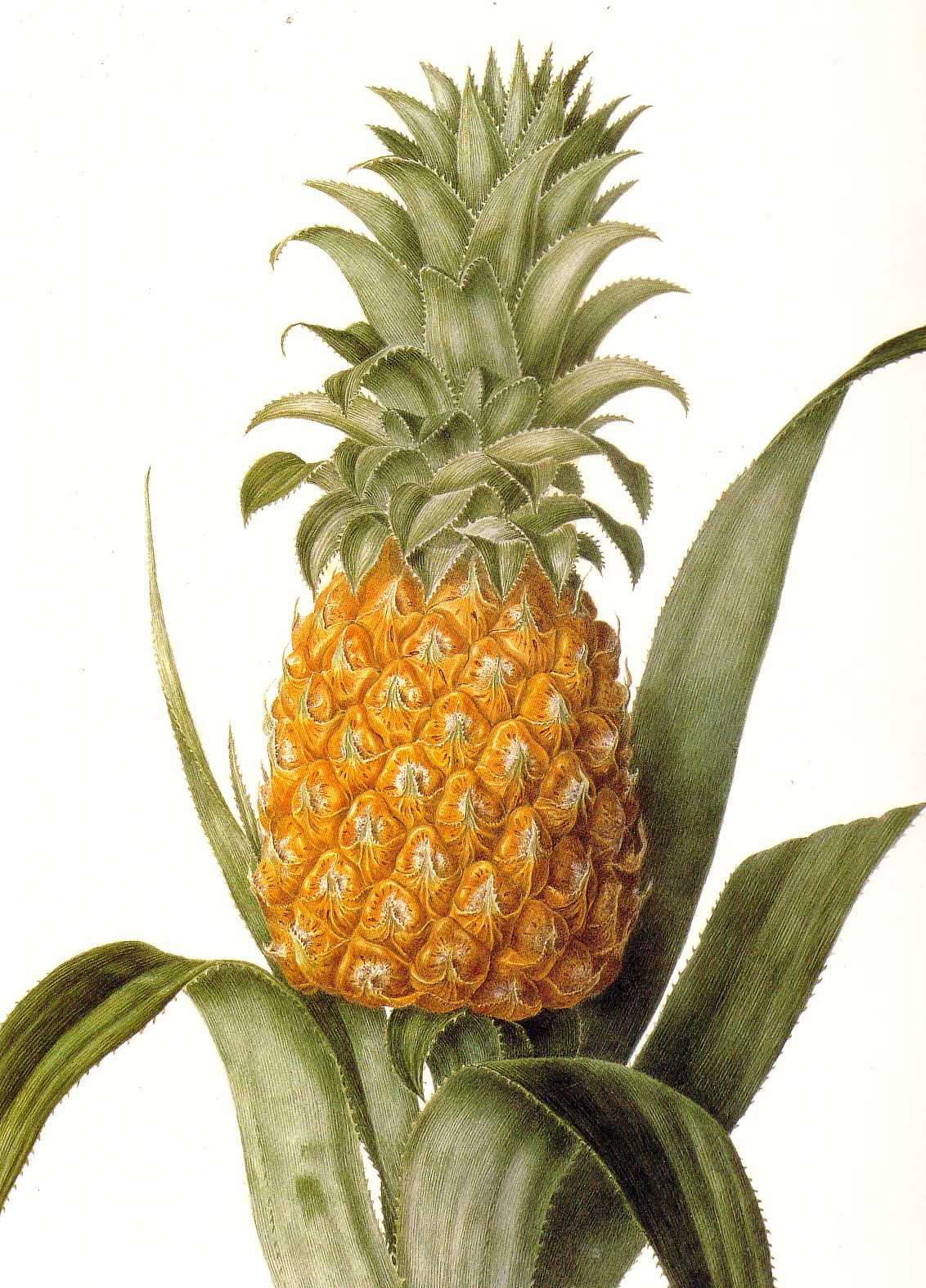 [Ananas+1.jpg]