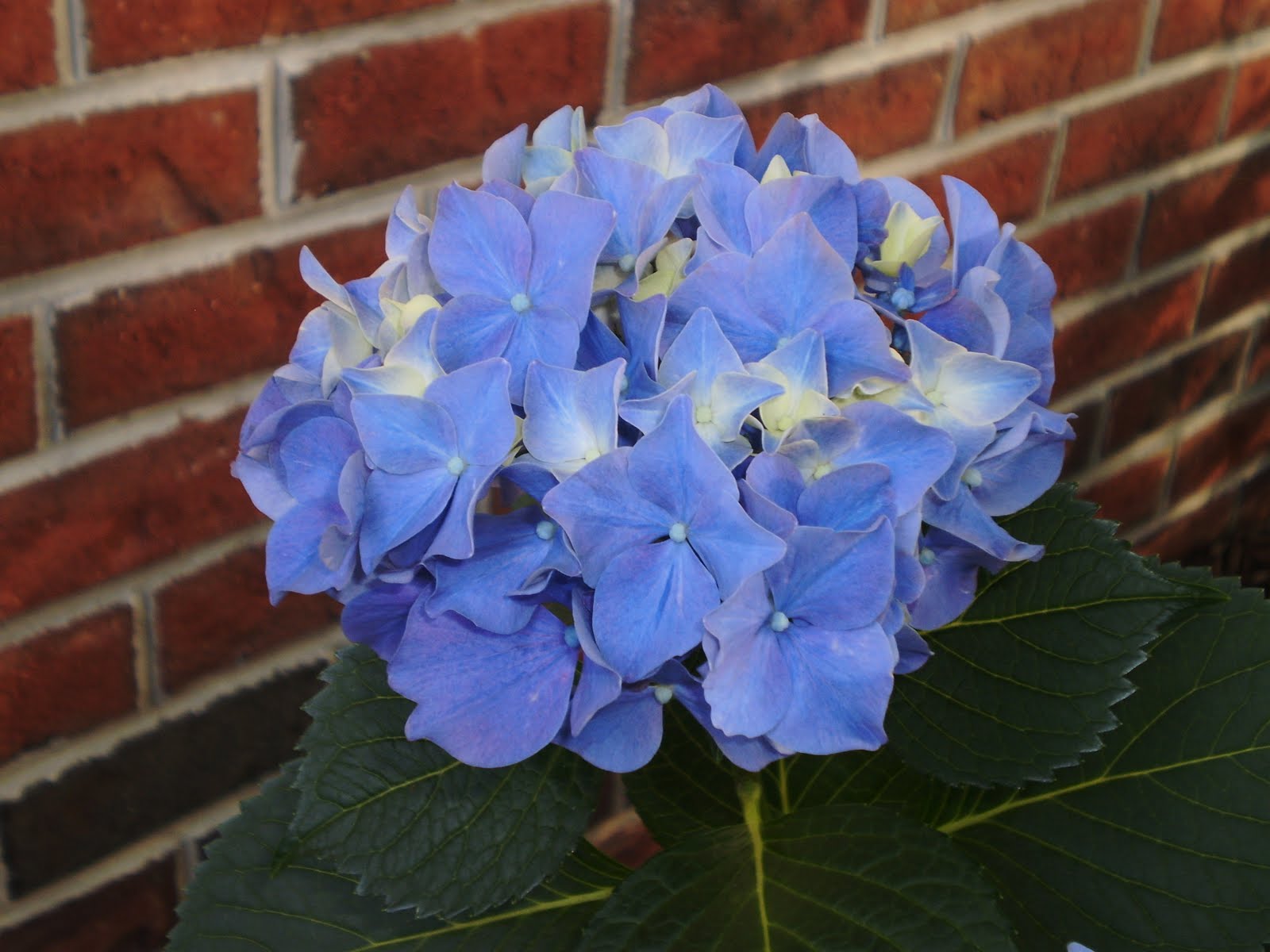 From The Garden Bench Hydrangea Heaven
