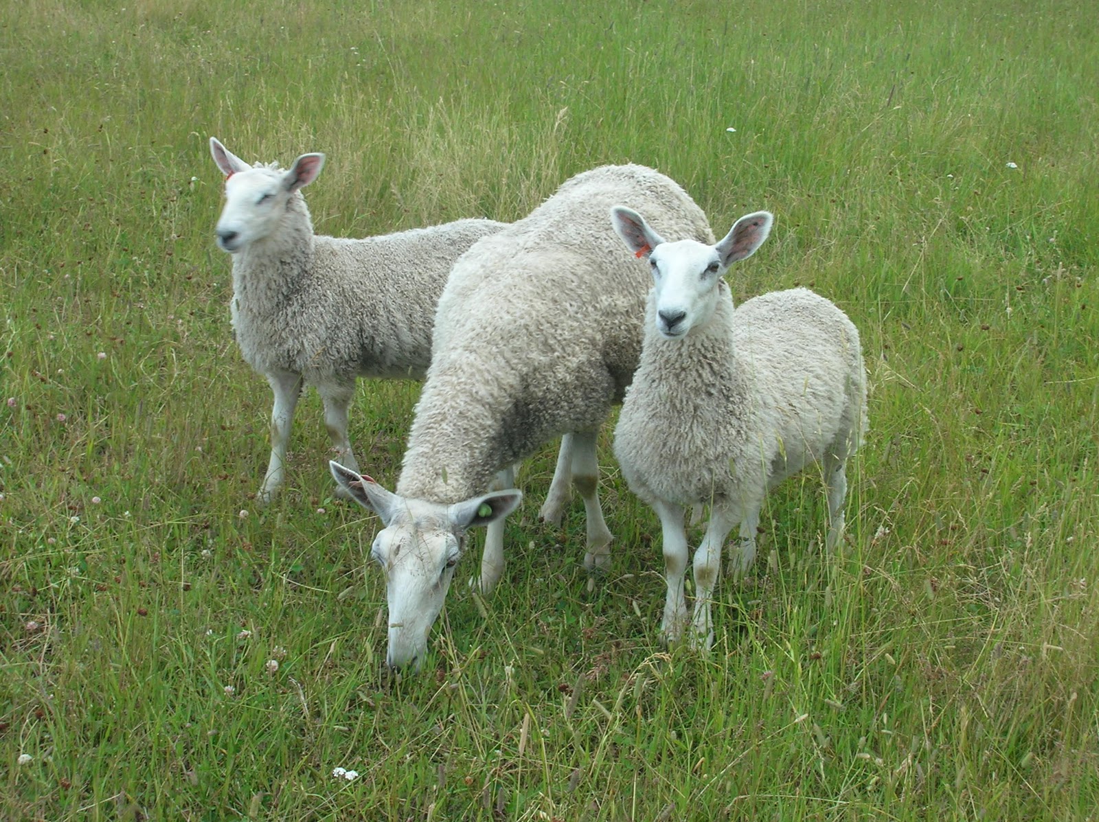 English Leicester Sheep